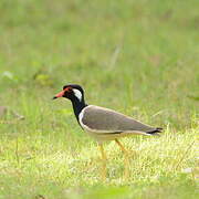 Red-wattled Lapwing