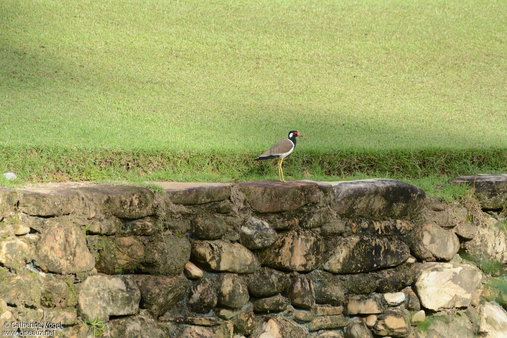 Red-wattled Lapwing