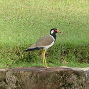 Red-wattled Lapwing