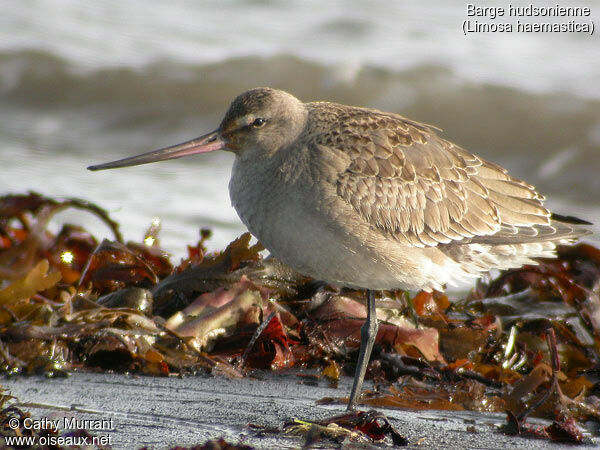 Hudsonian Godwit