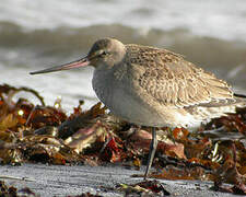 Hudsonian Godwit