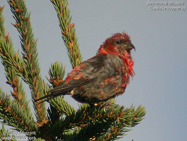 Two-barred Crossbill