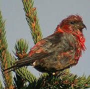 Two-barred Crossbill