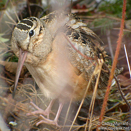 American Woodcock