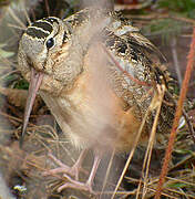 American Woodcock