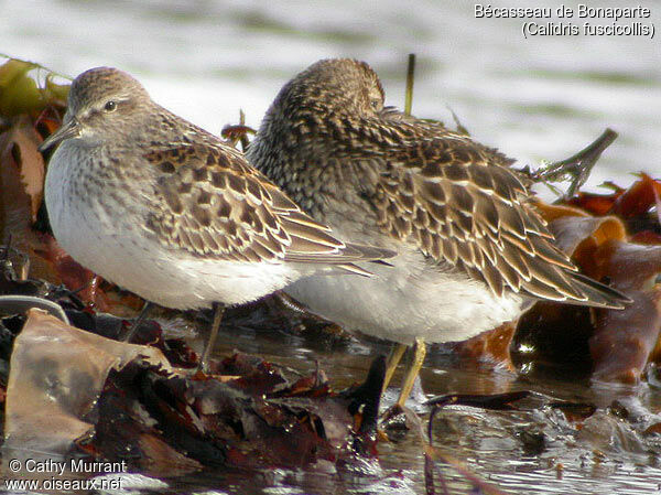 White-rumped Sandpiper