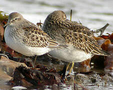 White-rumped Sandpiper