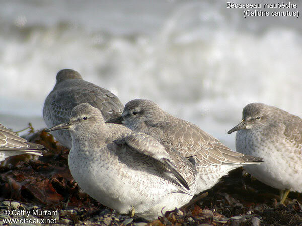 Red Knot