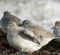 Red Knot