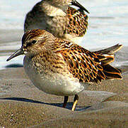 Least Sandpiper