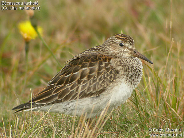 Pectoral Sandpiper