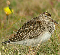 Pectoral Sandpiper