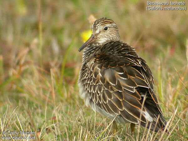 Pectoral Sandpiper