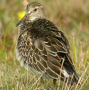 Pectoral Sandpiper