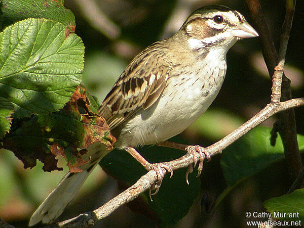 Bruant à joues marron