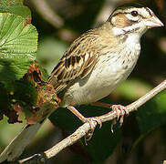 Lark Sparrow