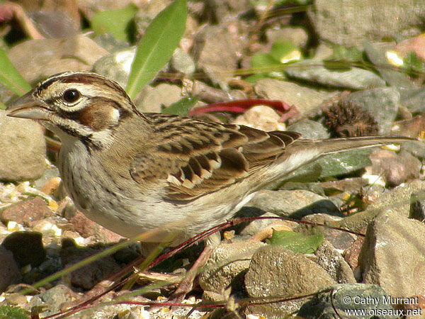 Bruant à joues marron