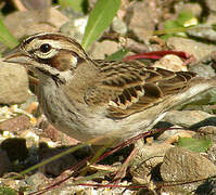 Lark Sparrow