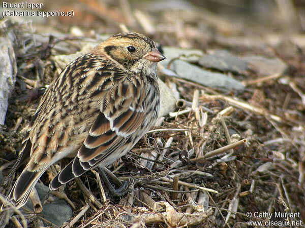 Lapland Longspur