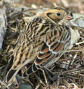 Lapland Longspur