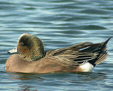 American Wigeon