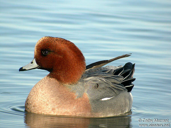 Eurasian Wigeon