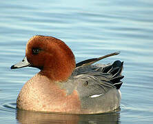 Canard siffleur