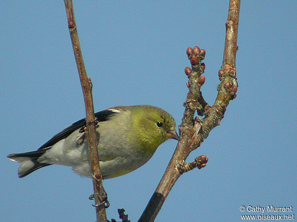 American Goldfinch