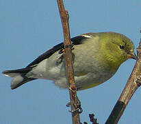 Chardonneret jaune