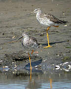 Greater Yellowlegs