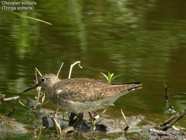 Solitary Sandpiper