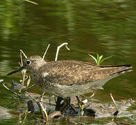 Solitary Sandpiper