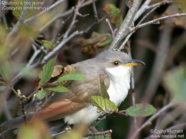 Yellow-billed Cuckoo