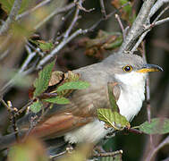 Yellow-billed Cuckoo