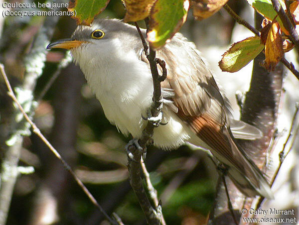 Yellow-billed Cuckoo