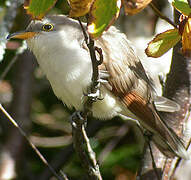 Yellow-billed Cuckoo