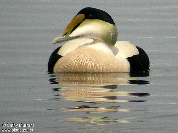 Eider à duvet