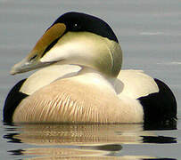 Eider à duvet