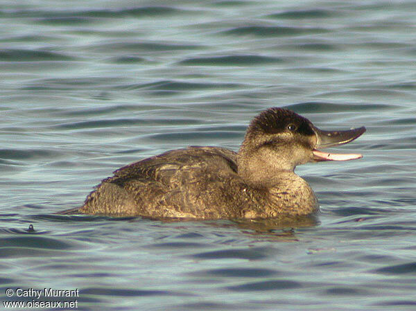 Ruddy Duck