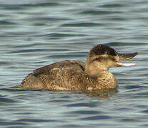 Ruddy Duck