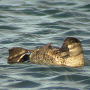 Ruddy Duck