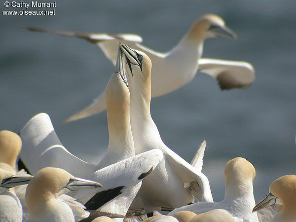 Northern Gannet