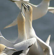 Northern Gannet