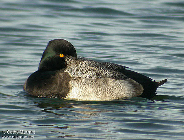 Lesser Scaup