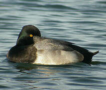 Lesser Scaup