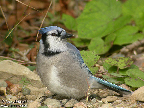 Blue Jay