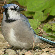 Blue Jay