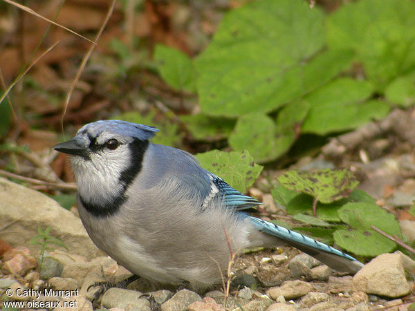 Blue Jay