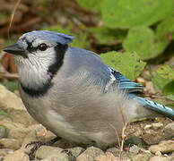 Blue Jay