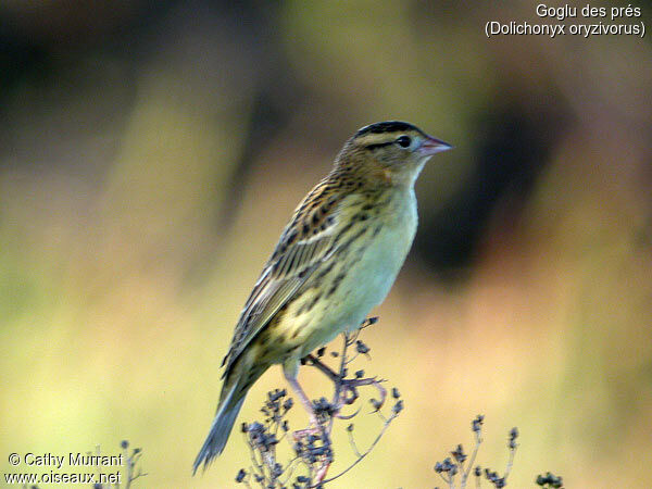 Bobolink